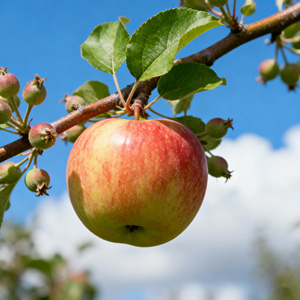 <span class=keywords><strong>2025</strong></span> bán buôn táo fuji tươi xúc xắc đỏ cắt rau và trái cây - Product Image 5