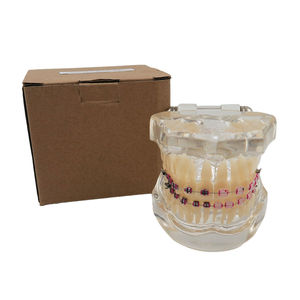 Modelo de Estudio de Ortodoncia Dental, Juego de 28 Dientes, Soportes Metálicos y de Cerámica, Resina para Demostración de Enseñanza - Product Image 6