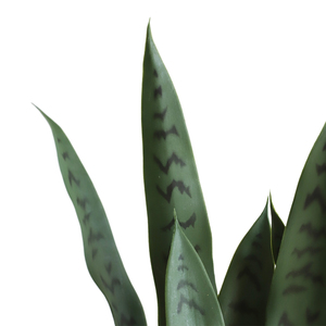 พืชดอก<span class=keywords><strong>งู</strong></span>เทียมสำหรับตกแต่งบ้านกันรังสียูวี - Product Image 3