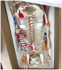 A1002 180cm <strong>Vivid</strong> <strong>Full</strong> Body PVC Muscle Model Human Anatomy Skeleton with Ligament Teaching Model for Medical Schools - Product Image 3