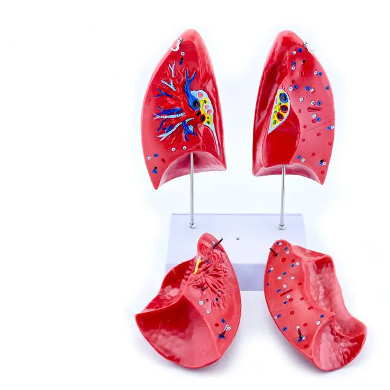 Modello di insegnamento del polmone di alta qualità di anatomia del corpo umano modello medico di scienza medica risorsa didattica