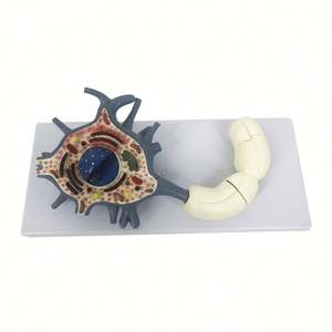 KyrenMed Neuron modeli Neuron hücre gövdesi 2500X büyütülmüş 2 parça sinir lifi yapısı sinir hücresi doku modeli - Product Image 1