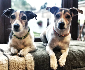 individuell günstig Hauskragen dünn rund geflochten hergestellt langlebig paracord hund katze kragen - Product Image 6