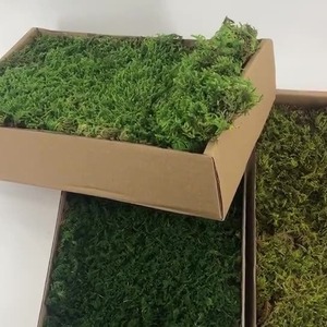 Dream Castle - Césped de Musgo Preservado, Musgo Gris Grande, Pared Vegetal Verde, Decoración de Flores Secas en Caja - Product Image 1