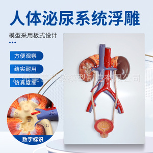 Modèle du système urinaire humain, modèle de l'urétére, de la vessie et de l'urètre, modèle d'anatomie rénale, modèle médical, type à suspendre. - Product Image 3