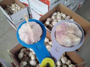 <span class=keywords><strong>Ail</strong></span> frais chinois Alho pour la vente en gros de légumes frais Prix usine <span class=keywords><strong>Ail</strong></span> <span class=keywords><strong>blanc</strong></span> <span class=keywords><strong>ou</strong></span> <span class=keywords><strong>violet</strong></span> frais pour 4.0 4.5 5.0 5.5 CM Taille - Product Image 4
