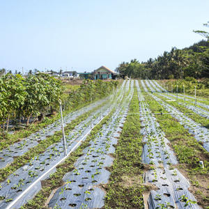 Lámina de Plástico Perforada Ecológica para Acolchado Agrícola - Product Image 2