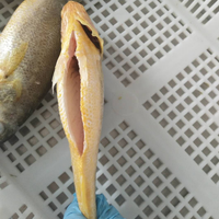 En gros Haute Qualité Délicieux Petit Poisson Croaker Jaune Fabricants