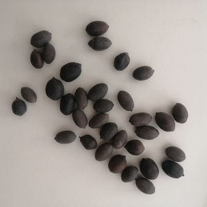 Lianzi Trung Quốc truyền thống thảo mộc khô toàn bộ màu đen Nelumbo Nucifera hạt giống thiêng liêng sen Hạt giống cho bán - Product Image 5