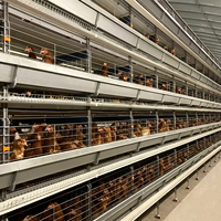 Cage à poulets de chair de type H galvanisée à chaud à 4 niveaux, capacité 160-240 oiseaux, cage automatique en batterie, équipement avicole anti-corrosion
