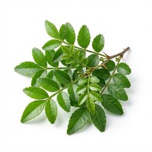 TW Zanthoxylum Piperitum PDRN 100ppm, Materia Prima Cosmética a Base de Hierbas de Alta Pureza, Concentrado de Polinucleótidos para Uso Profesional - Product Image 4