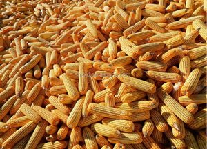 เครื่องเก็บเกี่ยวข้าวโพดแบบเดินตาม เครื่องเก็บเกี่ยวข้าวโพดขนาดเล็ก - Product Image 5