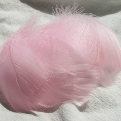 colorful Light pink