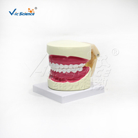 Modelo Dental de 32 Dientes con Aumento 5X, Apertura Bucal Ajustable y Cepillo para Prácticas de Limpieza Dental, CE ISO ROHS CNAS