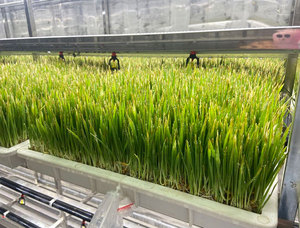 Chambre climatique hydroponique pour fourrage, système de pompe aéroponique automatique à croissance rapide, haute capacité, utilisation facile, agriculture - Product Image 3