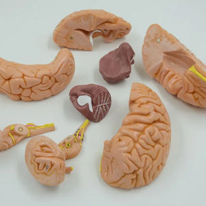 نموذج جمجمة الإنسان مع عرض طبي للمخ لجمجمة الإنسان مع 8 أجزاء من الدماغ ونموذج العمود الفقري العنقي - Product Image 3