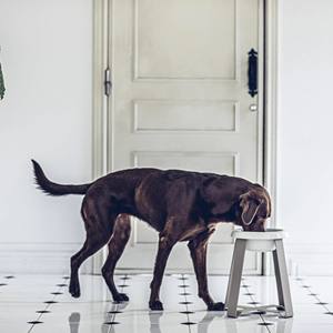 Small Elevated Accessory for Cat & <b>Dog</b> Stylish Ceramic Water Bowl <b>Stand</b> Durable Raised Health Product for Pets - Product Image 2