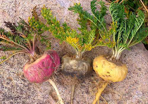 Pasokan Pabrik Bubuk Ekstrak Maca Berkualitas Tinggi Bubuk Akar Maca Harga Terbaik Bubuk Maca Hitam - Product Image 3