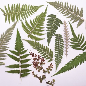500 pièces/paquet <span class=keywords><strong>de</strong></span> marque-pages en feuilles <span class=keywords><strong>de</strong></span> <span class=keywords><strong>fougère</strong></span> sauvages pressées, artisanales, réalistes, durables, naturelles, pour cadre, remise <span class=keywords><strong>de</strong></span> diplôme, Nouvel An - Product Image 3