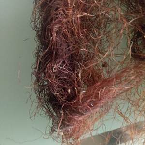 Yu mi xu-té Stigma <span class=keywords><strong>de</strong></span> maíz <span class=keywords><strong>de</strong></span> seda, flores secas, havested, natural, nuevo - Product Image 6