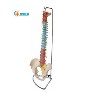 चिकित्सा महत्वपूर्ण आकार मानव रीढ़ मॉडल रंग लचीला वैज्ञानिक शरीर रचना विज्ञान रीढ़ और श्रोणि प्लास्टिक हड्डी मॉडल - Product Image 1
