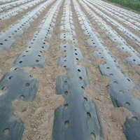 Film de paillage plastique perforé sur mesure en rouleau, en LDPE vierge agricole, pré-perforé pour la lutte contre les adventices, pour la plantation en ferme