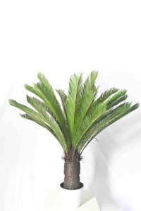 Plantas artificiales de altura personalizable, <span class=keywords><strong>cycas</strong></span> artificiales de alta calidad - Product Image 5