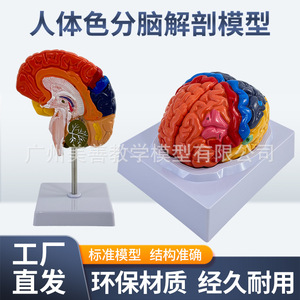 Modèle cérébral de simulation pédagogique, régions cérébrales, zones fonctionnelles, spécimen de cortex cérébral, modèle cérébral coloré, cortex cérébral - Product Image 4