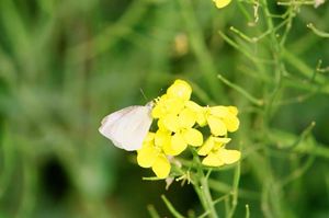 ฟิล์มสี 35 มม. 36 ภาพ CN400 ProMax ฟิล์มเนกาทีฟสี ISO400 กระบวนการ C41 ฟิล์มม้วน 135 - Product Image 2