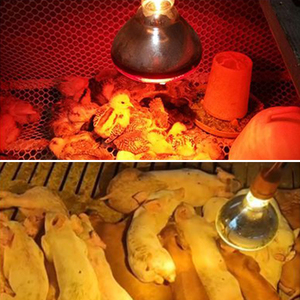 Lampe chauffante infrarouge en verre de quartz épaissi étanche YYX LMA10 175W pour élevage de porcs et d'animaux de basse-cour - Product Image 2