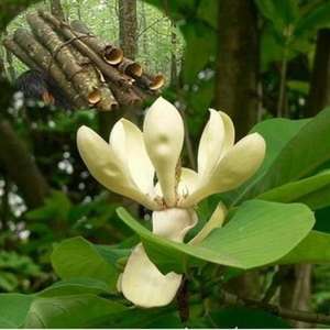 高品質マグノロールホノキオールマグノリアオフィシナリスエキス - Product Image 2