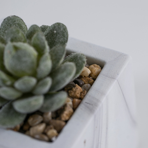 Mini Casa de plástico decoración suculentas Bonsai Artificial planta <span class=keywords><strong>en</strong></span> mármol de cemento Pot - Product Image 6