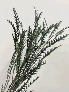 Venta de Fábrica, Hoja de Diente de Sable Eterna, Flores Secas Preservadas, Decoración para el Día de San Valentín, Larga Duración, Preservación de 3 a 5 Años - Product Image 5