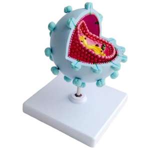 Modelo Anatómico Ampliado <span class=keywords><strong>del</strong></span> Virus <span class=keywords><strong>del</strong></span> VIH, Material Didáctico Médico de PVC para Aulas de Biología y Demostraciones en Exposiciones Científicas - Product Image 4