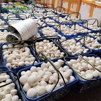 Système hydroponique en acier portable, économe en énergie, respectueux de l'environnement, super résistant pour les plantes à feuilles