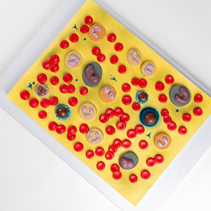 Modello di cellule del sangue modello di cellule del sangue in PVC - Product Image 2