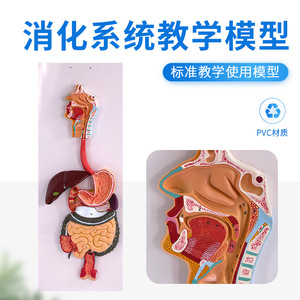 Modèles du système digestif humain : modèle du rectum, modèle de l'œsophage, modèle de la bouche, du nez, de la gorge, du ventre, modèle du côlon, modèle du foie - Product Image 2