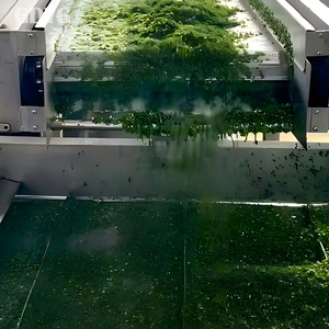 Cebollín Congelado Sin OMG de China, 100% Fresco, Alta Calidad, Empaque a Granel, Suministro al por Mayor para Exportación - Product Image 5