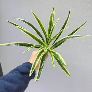Ramo de Plantas Artificiales de Araña Meng Jie, Blanco, Verde, Amarillo, Verde, Decoración para Interiores y Exteriores - Product Image 1