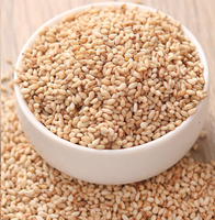 Graines de sésame blanc fumées et grillées, séchées, parfumées et croustillantes, prêtes à consommer, qualité 500g, certifiées Halal, pour usage commercial et domestique, en saupoudrage