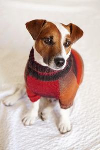 Qiqu-ropa personalizada para mascotas, suéter de punto cálido para perros pequeños, chihuahua, <span class=keywords><strong>Jack</strong></span>, <span class=keywords><strong>Terrier</strong></span>, invierno, nuevo diseño - Product Image 5