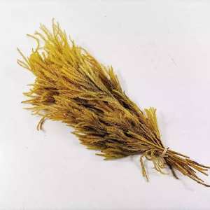 PPL13 <span class=keywords><strong>Club</strong></span> Mousse Décoration Fleur Paysage Matériel Pin Herbe Séchée Diaphasiastrum Veitchii Feuilles Séchées <span class=keywords><strong>Club</strong></span> Mousse - Product Image 5