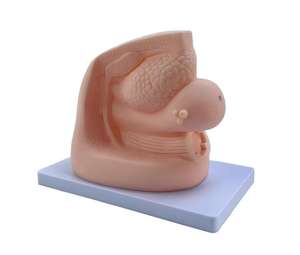 แบบจำลองการสอนทางการแพทย์: แบบจำลองการใส่สายสวนปัสสาวะหญิงสำหรับการฝึกอบรมทางพยาบาลและทางการแพทย์ - Product Image 4