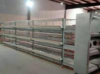 Cage à poules pondeuses de haute qualité, type H, entièrement automatique, pour 100 000 poulets, ferme avicole, cage en batterie pour poules pondeuses