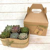 Boîtes de livraison de plantes live avec imprimé personnalisé, vente en gros