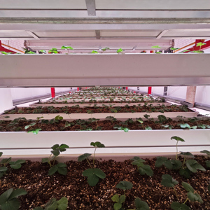 Grande ferme modulaire intégrée en conteneurs, automatisée et à entraînement par chaîne, conçue en usine pour l'agriculture urbaine - Product Image 2