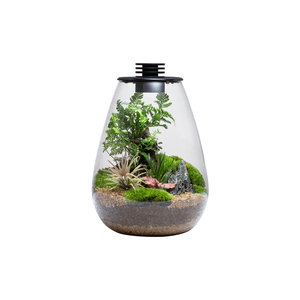 Biolark <span class=keywords><strong>Bouteille</strong></span> de <span class=keywords><strong>terrarium</strong></span> <span class=keywords><strong>en</strong></span> <span class=keywords><strong>verre</strong></span> scellée avec couvercle <span class=keywords><strong>pour</strong></span> décoration de plantes, pot écologique <span class=keywords><strong>pour</strong></span> micro paysage (SD175/200) - Product Image 1