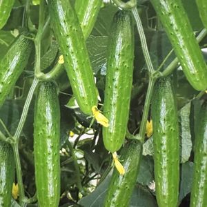 Pepino - Product Image 2