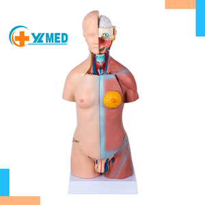 Medicina educativa para cuerpo humano, 45CM, maletero neutral, <span class=keywords><strong>23</strong></span> piezas, entrenamiento de enfermera, enseñanza, modelo de alta calidad - Product Image 1