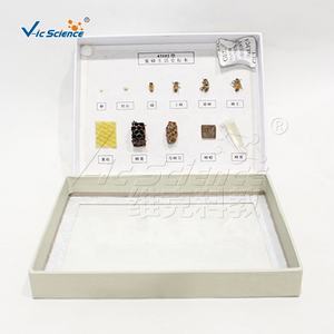 Spécimen de l'<span class=keywords><strong>histoire</strong></span> de vie des abeilles - Product Image 5